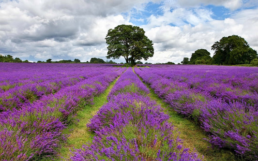 Lavender Fields - 8 oz Candle